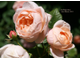 Ambridge Rose (Эмбридж Роуз )