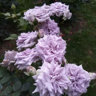 «Замок Черники» (Chateau Myrtille), компания Тераниси.