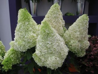 Полар Бир гортензия метельчатая (Hydrangea paniculata Polar Bear)