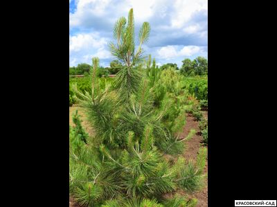 Сосна Джеффри - Pinus Jeffreyi