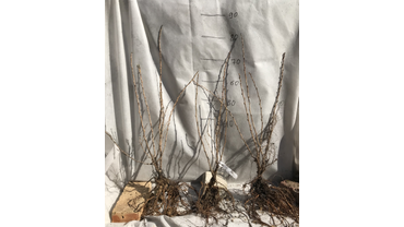 Двулетний саженец крыжовника.