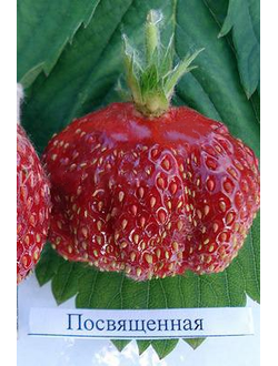 Посвящение