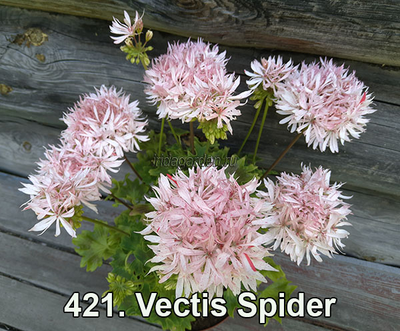 Пеларгония Vectis Spider