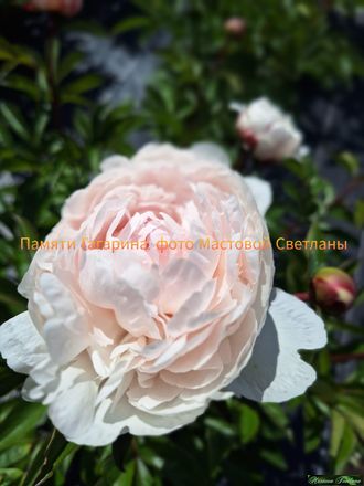Paeonia Pamyati Gagarina