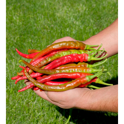 Перец острый Long Chili (Длинный Чили), 10 шт