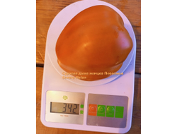 Томат Суровая Дыня немцев Поволжья (Severe Melon)