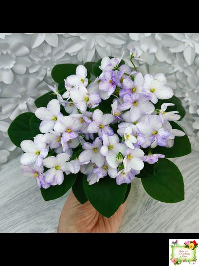 Белый Клоун (Е. и Я. Немчиновы) 2025 г. трейлер