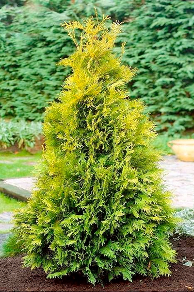 Туя западная Yellow Ribbon