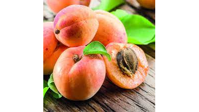 Абрикос Слава Севера