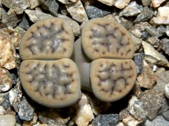 Lithops schwantesii v.urikosensis (syn.kunjasensis) C248 - 10 семян