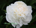 Paeonia Elsa Sass