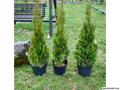 Туя Смарагд - Smaragd 1 метр