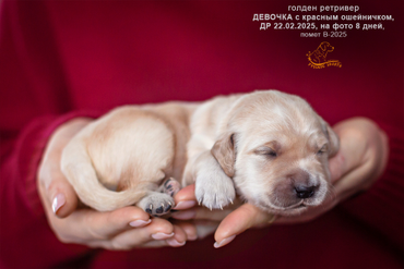 Девочка с КРАСНЫМ ошейничком, 8 дней