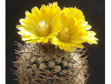 Parodia