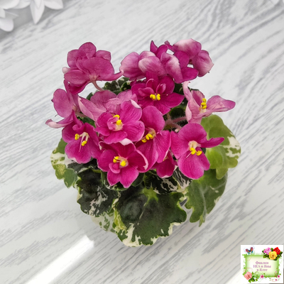 ЛЕ-Фруктовая Мармеладка (Е.Лебецкая) 2017 г. (пестролистный гёрл)