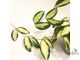 Hoya verticillata variegata