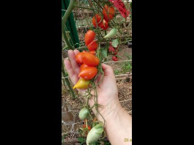 Томат Летнее искушение (Summer Temptation)