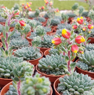 Echeveria Rundelli