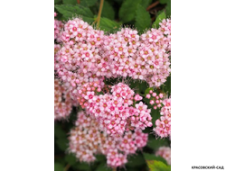 Спирея японская Мерло Нана Купить в магазине красовский-сад.рф