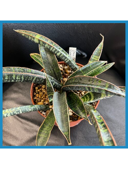 Sansevieria 'Star Tappy Green'