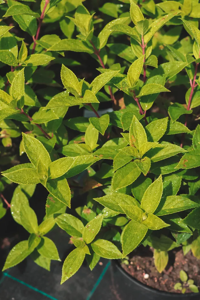 Саженцы гортензии метельчатой