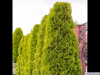 Туя Голд Брабант - Gold Brabant