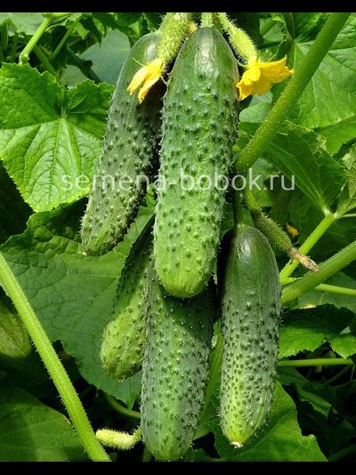 Огурец Бьерн F1 (5 шт)