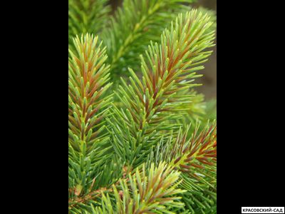 Ель сербская Ротер Аустреб - фото хвои красовский-сад.рф