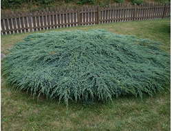 Можжевельник чешуйчатый Blue Carpet, C5