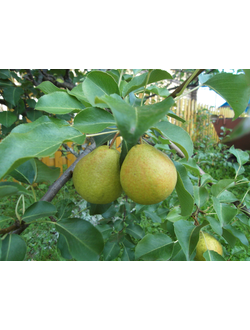 Груша  Северянка (ранн.)