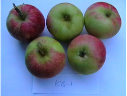 КВ-1 (яблоня)