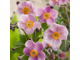 Анемона японская Септембер Шарм (Anemone hupehensis September Charm )