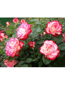 Роза флорибунда "Принц Монако"