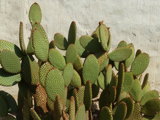 Opuntia Rufida