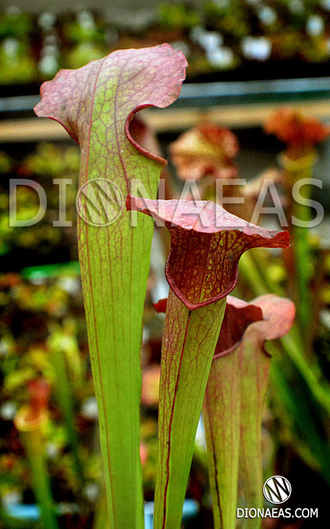 Sarracenia Minor x Alata