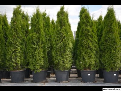 Голден Смарагд купить - Красовский-Сад.рф