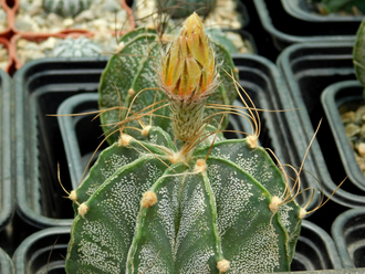 Astrophytum niveum PP (1254) - 10 семян