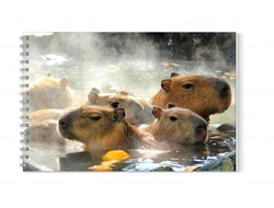 Альбом для рисования Капибара, Kapibara-san №17