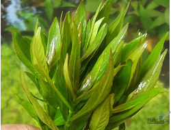 Гигрофила sp.Parawitota (горшок)