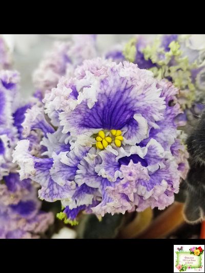 БР-Зимняя Метель (С. и Н. Буркацкие) 2021 г.