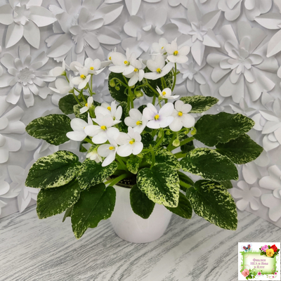 Alan’s Fallen Angel (A.Murphy) трейлер