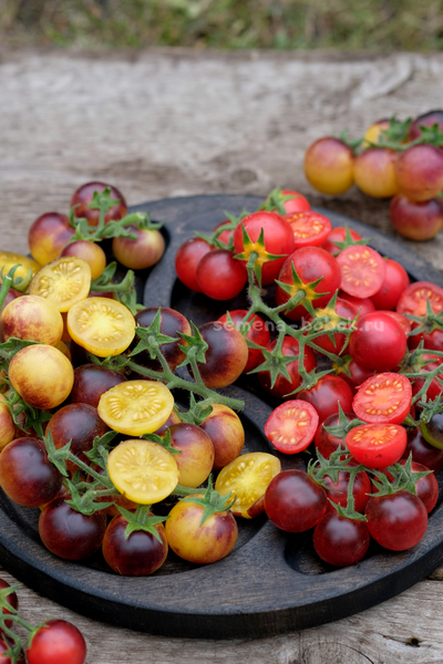 Томат Маленький Красный Корвет (Little Red Corvete), 10 шт