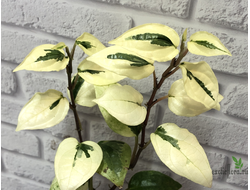 Piper sp. White variegated / перчик вариегатный белый