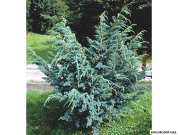 Можжевельник Блю Альпс - Blue Alps