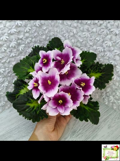 ЛФ-Посмотри в Глаза (Л. Федосеева) 2022 г. (стартер сорт)