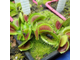 Dionaea muscipula Atlanta