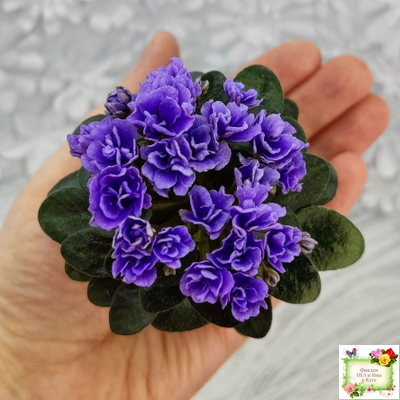 Blue Scoundrel micromini (P.Sorano/LLG) (Блю Ска́ндрел) микроминиатюра