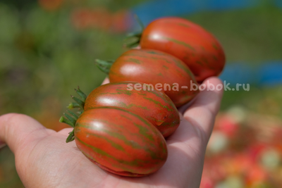 Томат Dwarf Audrey’s Love Tomato (Гном Любовь Одри), 10 шт