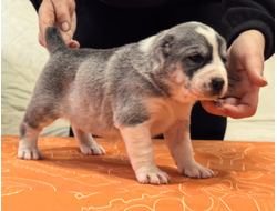 Сука 6. НУВАРРА. Резерв Уньюган