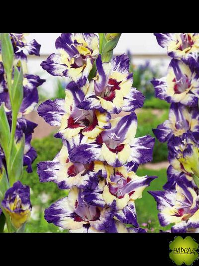 ЛУКОВИЦЫ ГЛАДИОЛУСОВ В АССОРТИМЕНТЕ КРУПНЫЙ РАЗБОР (В НАЛИЧИИ С 1 МАРТА 2024)